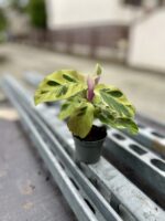 Zdjęcie rosliny doniczkowej Calathea Yellow Fusion (Kalatea), ujęcie 3