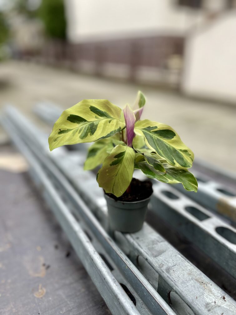 Zdjęcie rosliny doniczkowej Calathea Yellow Fusion (Kalatea), ujęcie 3