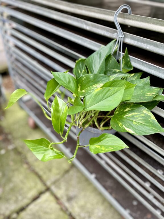 Zdjęcie rosliny doniczkowej Epipremnum aureum (Epipremnum złociste), ujęcie 1