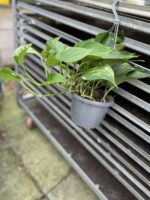 Zdjęcie rosliny doniczkowej Epipremnum aureum (Epipremnum złociste), ujęcie 2