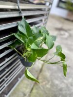 Zdjęcie rosliny doniczkowej Epipremnum aureum (Epipremnum złociste), ujęcie 3