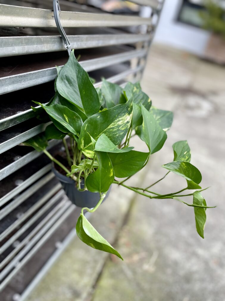 Zdjęcie rosliny doniczkowej Epipremnum aureum (Epipremnum złociste), ujęcie 3