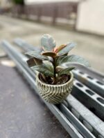 Zdjęcie rosliny doniczkowej Ficus Belize, ujęcie 1