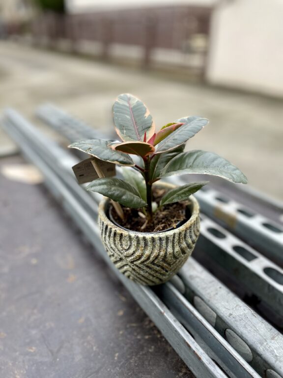 Zdjęcie rosliny doniczkowej Ficus Belize, ujęcie 1