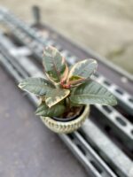 Zdjęcie rosliny doniczkowej Ficus Belize, ujęcie 2