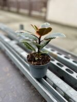 Zdjęcie rosliny doniczkowej Ficus Belize, ujęcie 3