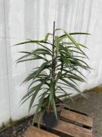 Zdjęcie rosliny doniczkowej Ficus binnendiijkii Amstel King, ujęcie 1