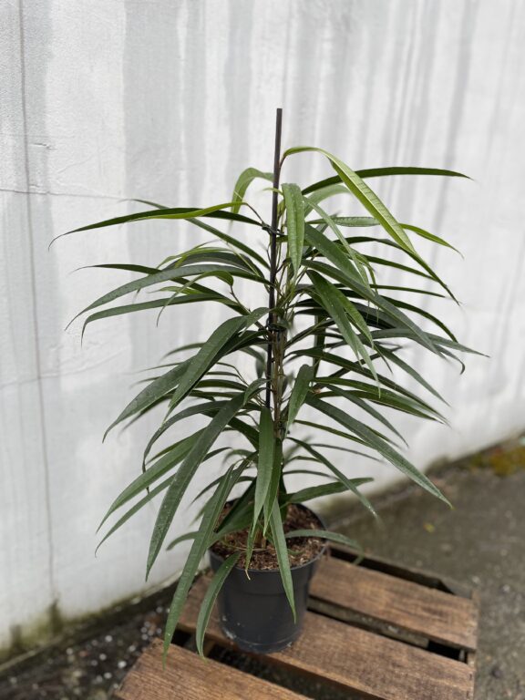 Zdjęcie rosliny doniczkowej Ficus binnendiijkii Amstel King, ujęcie 1
