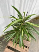 Zdjęcie rosliny doniczkowej Ficus binnendiijkii Amstel King, ujęcie 2