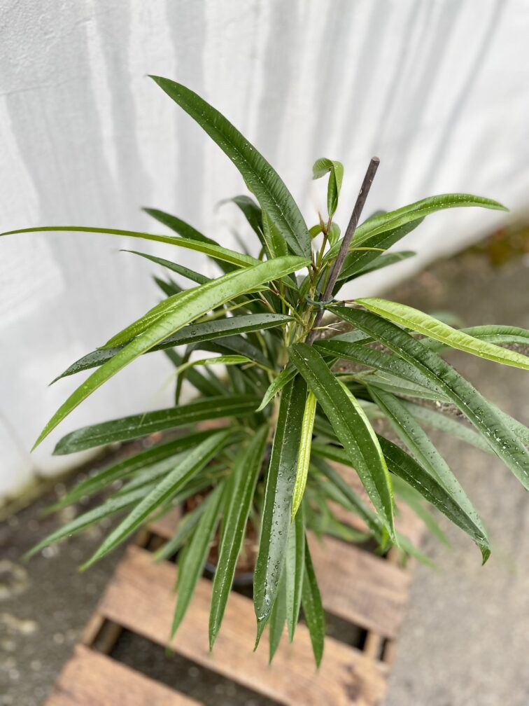 Zdjęcie rosliny doniczkowej Ficus binnendiijkii Amstel King, ujęcie 2