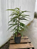 Zdjęcie rosliny doniczkowej Ficus binnendiijkii Amstel King, ujęcie 3