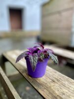 Zdjęcie rosliny doniczkowej Gynura Aurantiaca (Ginura Pomarańczowa), ujęcie 2