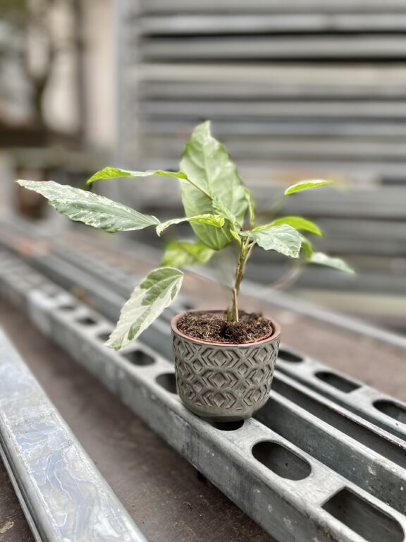 Zdjęcie rosliny doniczkowej Hibiscus rosa-sinensis variegatus, ujęcie 1