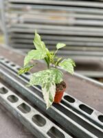 Zdjęcie rosliny doniczkowej Hibiscus rosa-sinensis variegatus, ujęcie 2