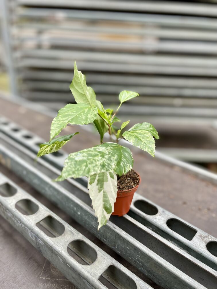 Zdjęcie rosliny doniczkowej Hibiscus rosa-sinensis variegatus, ujęcie 2