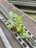 Zdjęcie rosliny doniczkowej Hibiscus rosa-sinensis variegatus, ujęcie 3