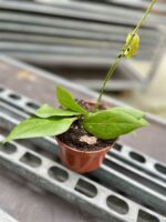 Zdjęcie rosliny doniczkowej Hoya Nicholsoniae, ujęcie 1