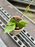Zdjęcie rosliny doniczkowej Hoya Nicholsoniae, ujęcie 2