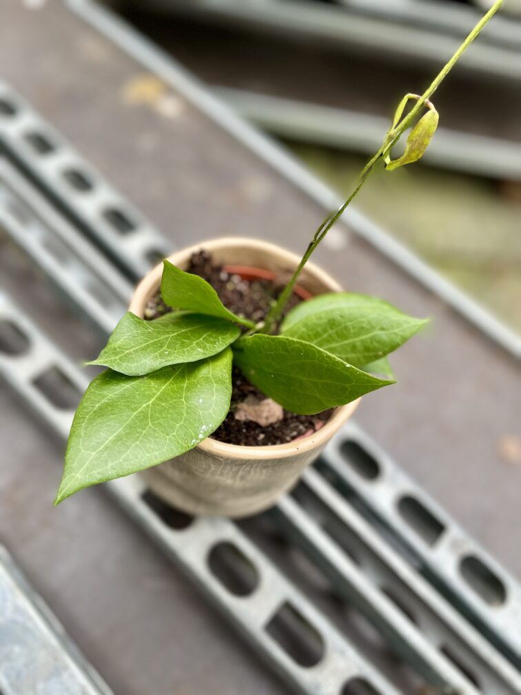 Zdjęcie rosliny doniczkowej Hoya Nicholsoniae, ujęcie 2