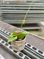 Zdjęcie rosliny doniczkowej Hoya Nicholsoniae, ujęcie 3