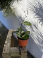 Zdjęcie rosliny doniczkowej Hoya parasitica Splash, ujęcie 2