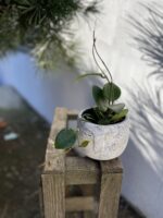 Zdjęcie rosliny doniczkowej Hoya parasitica Splash, ujęcie 3