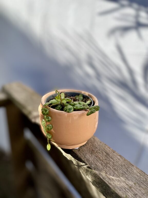 Zdjęcie rosliny doniczkowej Peperomia Prostrata, ujęcie 1