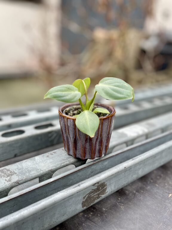 Zdjęcie rosliny doniczkowej Philodendron gloriosum, ujęcie 1