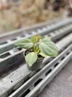 Zdjęcie rosliny doniczkowej Philodendron gloriosum, ujęcie 2