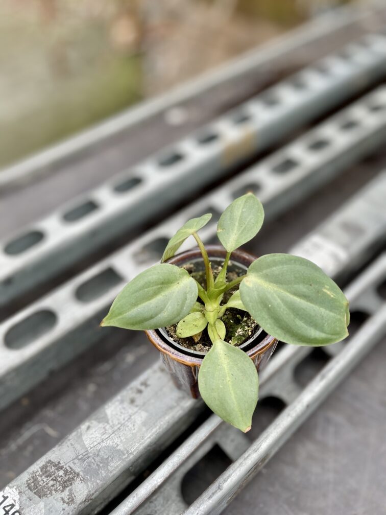 Zdjęcie rosliny doniczkowej Philodendron gloriosum, ujęcie 3