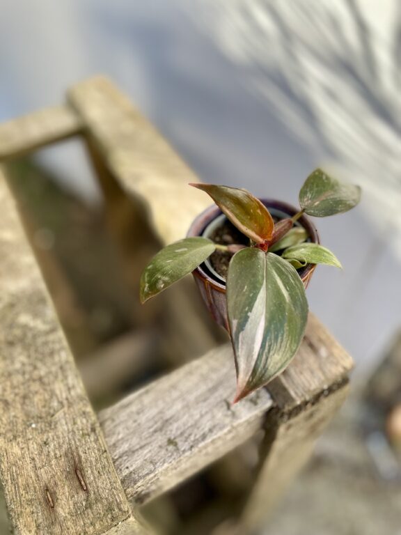 Zdjęcie rosliny doniczkowej Philodendron erubescens Pink Princess, ujęcie 1
