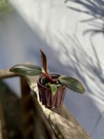 Zdjęcie rosliny doniczkowej Philodendron erubescens Pink Princess, ujęcie 2