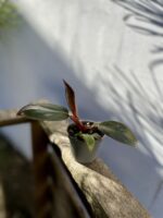 Zdjęcie rosliny doniczkowej Philodendron erubescens Pink Princess, ujęcie 3