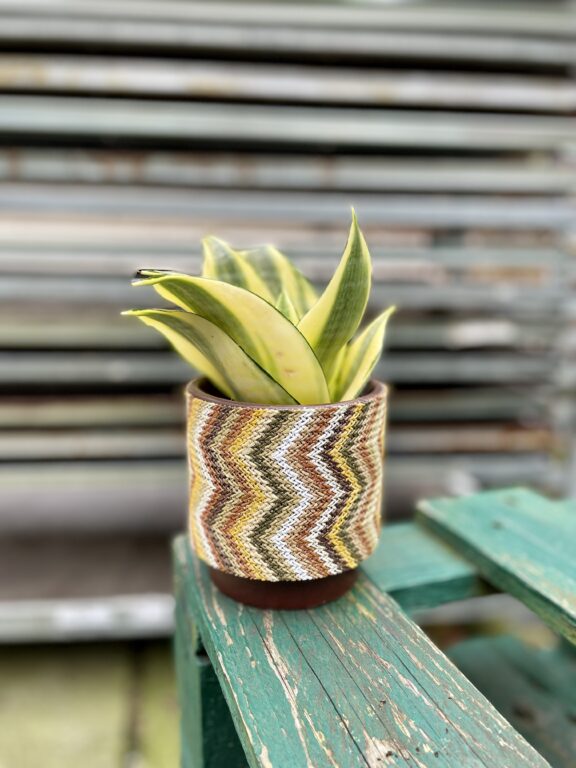 Zdjęcie rosliny doniczkowej Sansevieria Golden Hahnii, ujęcie 1