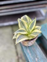 Zdjęcie rosliny doniczkowej Sansevieria Golden Hahnii, ujęcie 2