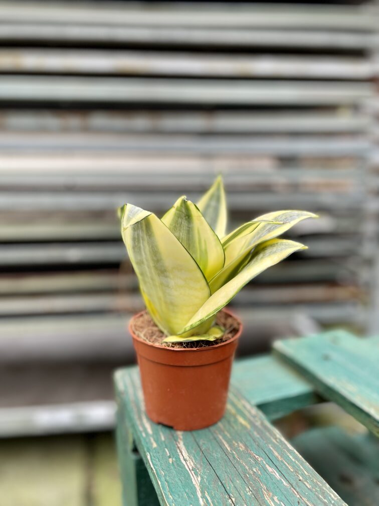 Zdjęcie rosliny doniczkowej Sansevieria Golden Hahnii, ujęcie 3