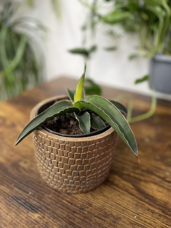 Zdjęcie rosliny doniczkowej Sansevieria Star Canary, ujęcie 1