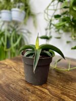 Zdjęcie rosliny doniczkowej Sansevieria Star Canary, ujęcie 2