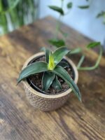 Zdjęcie rosliny doniczkowej Sansevieria Star Canary, ujęcie 3