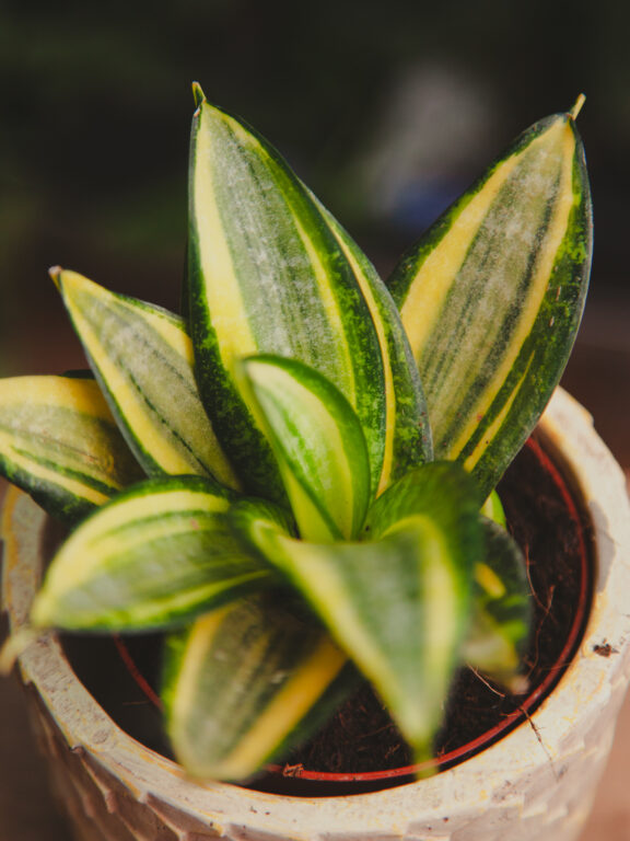 Zdjęcie rosliny doniczkowej Sansevieria trifasciata Hahnii Jade Multicolor, ujęcie 1