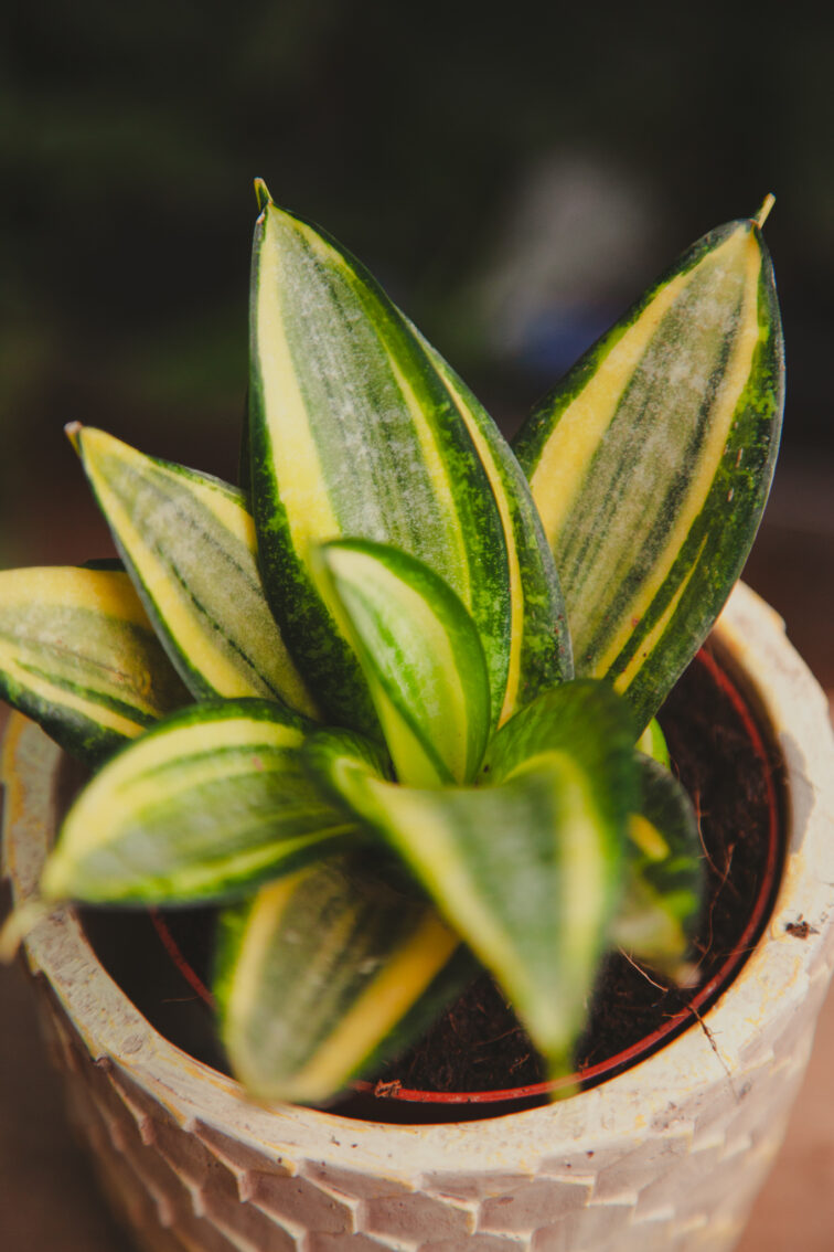 Zdjęcie rosliny doniczkowej Sansevieria trifasciata Hahnii Jade Multicolor, ujęcie 1