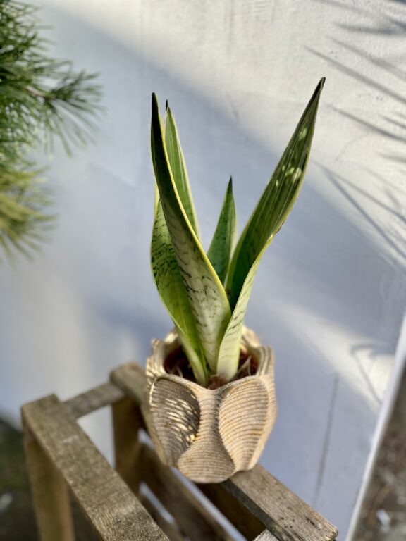 Zdjęcie rosliny doniczkowej Sansevieria White Snow, ujęcie 1