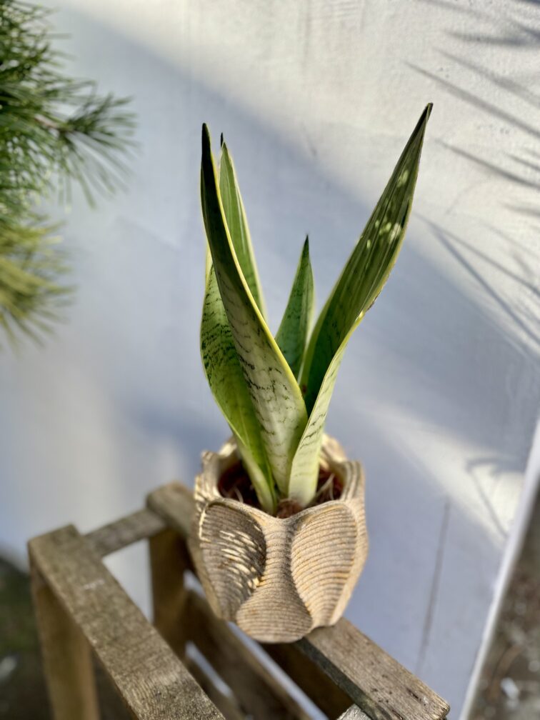 Zdjęcie rosliny doniczkowej Sansevieria White Snow, ujęcie 1