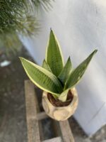 Zdjęcie rosliny doniczkowej Sansevieria White Snow, ujęcie 2