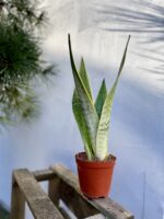 Zdjęcie rosliny doniczkowej Sansevieria White Snow, ujęcie 3