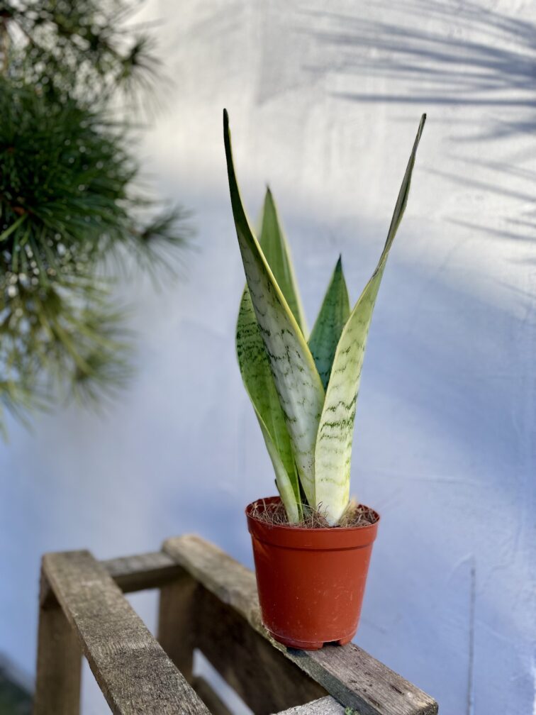 Zdjęcie rosliny doniczkowej Sansevieria White Snow, ujęcie 3
