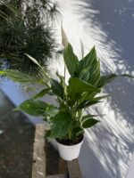 Zdjęcie rosliny doniczkowej Spathiphyllum Bingo Cupido (Skrzydłokwiat), ujęcie 2