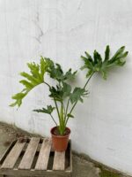 Zdjęcie rosliny doniczkowej Thaumatophyllum Bipinnatifidum (Filodendron Podwójnie Pierzasty), ujęcie 1