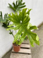 Zdjęcie rosliny doniczkowej Thaumatophyllum Bipinnatifidum (Filodendron Podwójnie Pierzasty), ujęcie 2