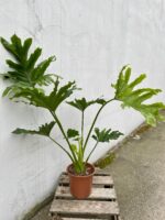 Zdjęcie rosliny doniczkowej Thaumatophyllum Bipinnatifidum (Filodendron Podwójnie Pierzasty), ujęcie 3